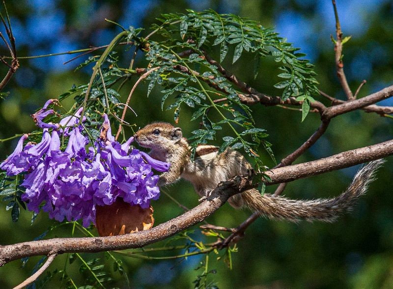 A three-striped ground squirrel (Lariscus insignis) sniffs on a flower in Kathmandu, Nepal.  (Photo by Narendra Shrestha/EPA/EFE)